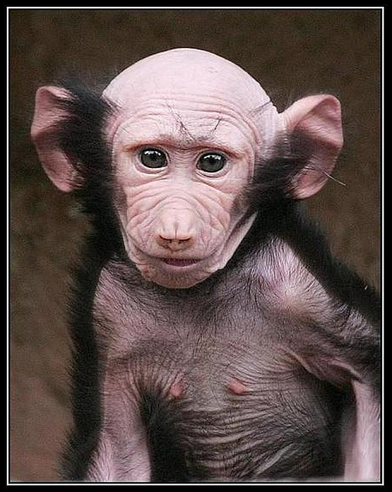 Снимка на маймунка бебе предизвиква огромен интерес в целия свят Един