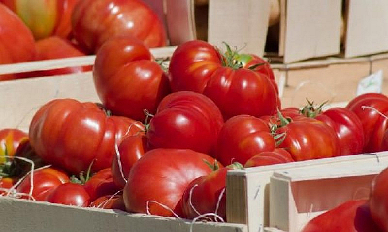 Оранжерийните домати тази седмица поскъпват с 19 на сто и се търгуват