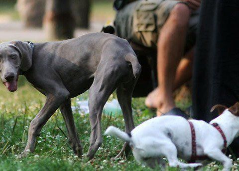 През последните дни са открити улични кучета които според представителите