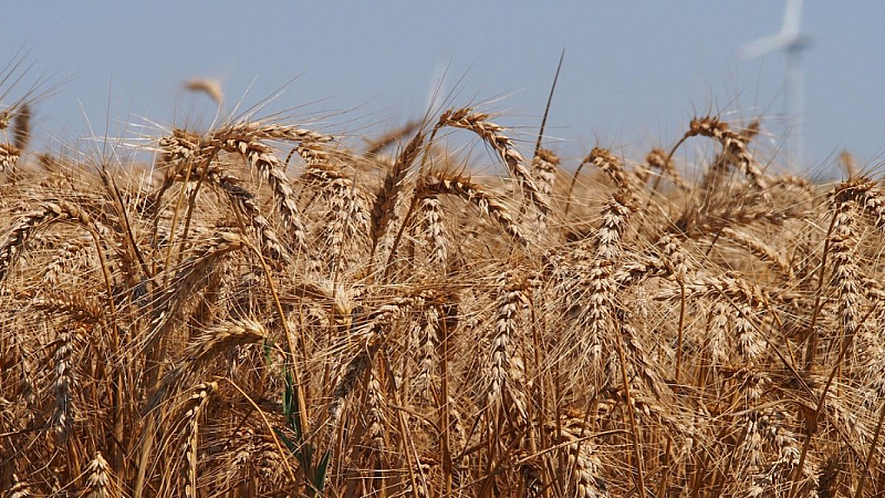 Понастоящем около 4 5 милиона тона зърно са блокирани в украински