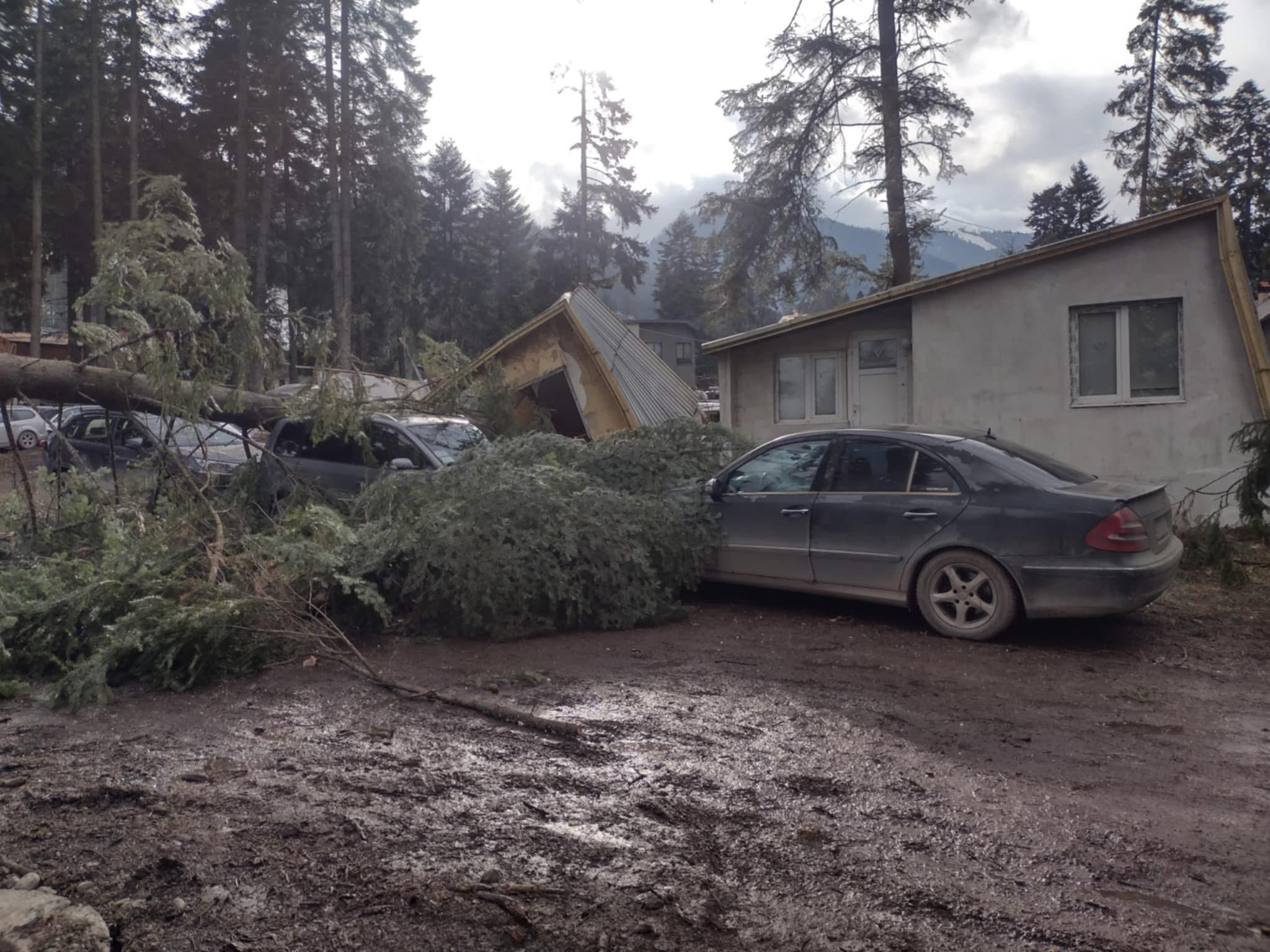 По данни от граждани силният вятър е прекършил големи борове