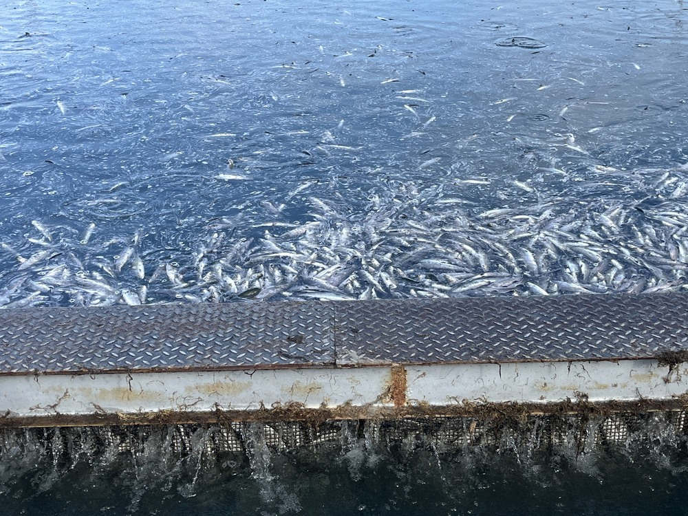 Според подадената информация водата е с горчив вкус В халетата