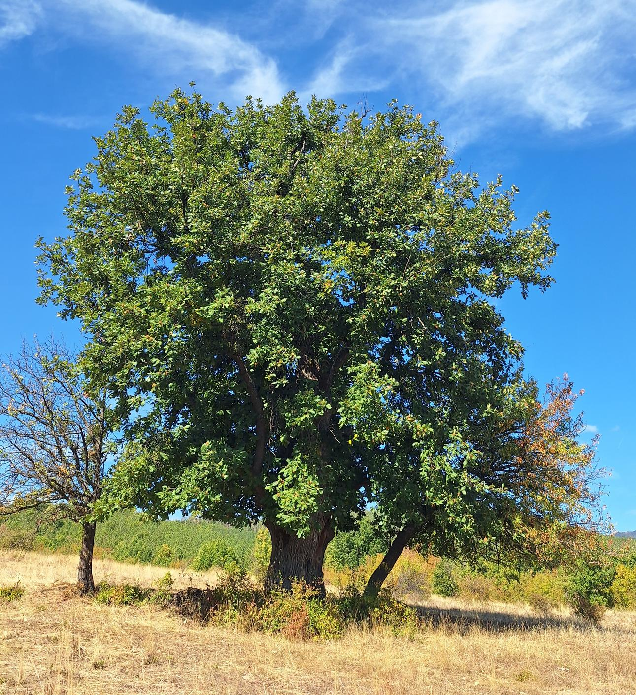 Две от защитените дървета са на приблизителна възраст 250 години