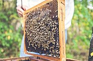 Българският мед изчезва от пазара, пчелните семейства намаляват