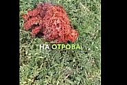 Паника в Якоруда: Тайнствен обект падна от небето