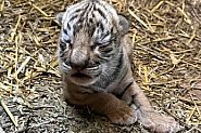 За първи път в зоопарка в Стара Загора се роди бебе бенгалски тигър