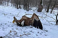 Седемте лешояда край Котел са умишлено отровени с антифриз, загинали са в агония