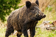 Чернобилски диви свине убили руски разузнавач?