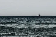 Ужасяваща сцена с мъртви морски бозайници на брега край Одеса