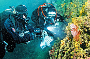 Коралова криза в Средиземно море