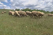 Строги мерки около огнището на шарка по животните в Ямболско