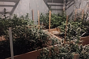 Криминалисти се натъкнаха на наркооранжерия в Радомирско, иззеха над 350 растения