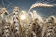 Пожар е унищожил 600 декара пшеница в Тервелско