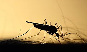 Кметове по Дунав заплашват с блокади заради провалено пръскане срещу комари