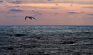 Кораб или брегови източник? Разследват нефтено петно между втора и трета буна във Варна