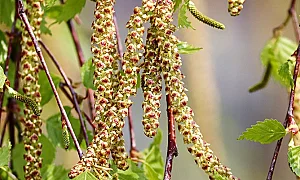 Поленов пик: Алергиите се засилват преди дъждовете да изчистят въздуха