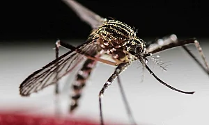 35 случая на западнонилска треска в Северна Македония, трима починаха