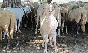 „Виртуални животни“ в Кюстендил: Мащабна схема за източване на евросубсидии