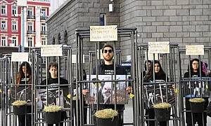 Хора в клетки пред парламента в защита на телетата