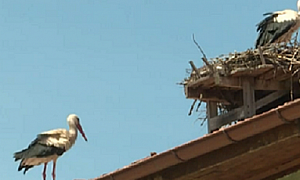 Щъркелова двойка сви гнездо в Банско