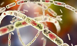 Няма случаи на антракс при хора у нас, следят контактни лица в Силистренско