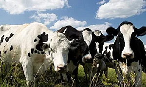 БАБХ предупреждава за риск от шап у нас заради пътуванията в региона