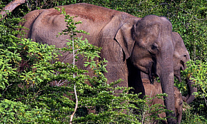 Два слона от Германия пристигат в Столичния зоопарк. Още два ягуара от днес радват посетителите