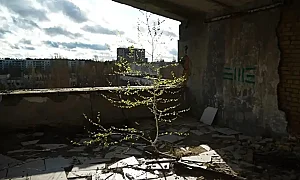 Чернобил през 2026 г.: Опасен за хората, но рай за дивата природа