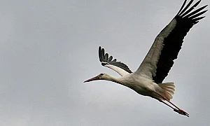 Символ на надеждата: Бели щъркели се завърнаха в сърцето на Чернобил