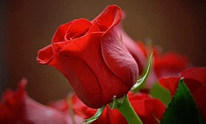 Честит празник на нашите любими, майки, сестри, баби и колежки!