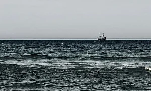 Ужасяваща сцена с мъртви морски бозайници на брега край Одеса