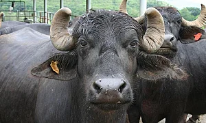 24 човека са под медицинско наблюдение заради случая с антракс във ферма за биволи