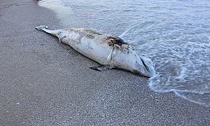 Морето изхвърли пети мъртъв делфин за десет дни на плажа във Варна
