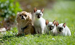 Задължителни чипове и още задължения: ЕП одобри общи правила за домашните любимци