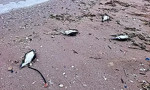 Удавяне е причината за смъртта на множеството делфини и буревестници край Шабла