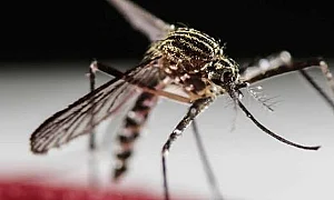 Ръст на болните от западнонилска треска в Европа. Гърция и Италия с най-много огнища