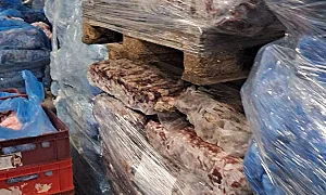 Откриха тонове свински глави, телешко и черва в хладилни камери с плесен и ръжда