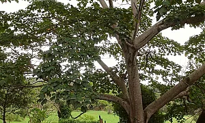 Китайски учени са създали материал от дърво, който преобразува светлината в електричество.