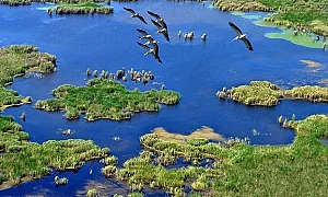 Рекордно ниският Дунав застрашава резервата „Сребърна“. Защо учените са обезпокоени?