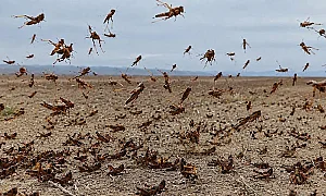 Частично бедствено положение в Петрич заради нашествие на марокански скакалци