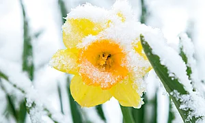 "Щъркелов сняг" затрупа цъфнали дръвчета