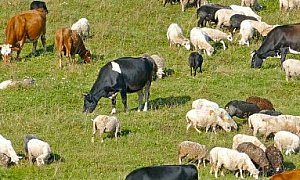 Обещания и реалност: Селско пасище от 200 дка като тест - чии интереси обслужват политиците