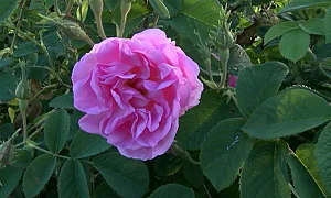 Розовата долина тръгва към ЮНЕСКО и ФАО