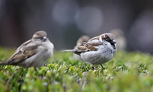 Облачно, температури 10°-15°