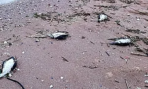 Задушаване в рибарски мрежи е причина за смъртта на делфини и птици край Шабла