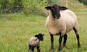 321 „виртуални“ животни откри БАБХ в ферми в Смолянско