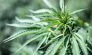 Историческа промяна: САЩ облекчават режима за медицинска употреба на канабис