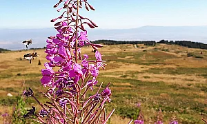 Слънчево и топло време днес, облаци се увеличават от сряда