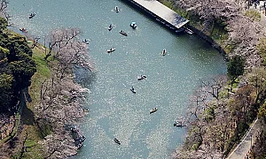 Сакурата в пълен разцвет: Празник на пролетта и новото начало в Япония