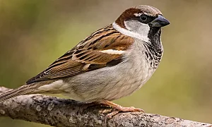 Броим врабчетата в България днес